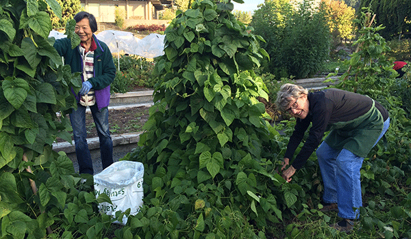 FOG friends Stella Ting and Carol Parson harvesting beans.