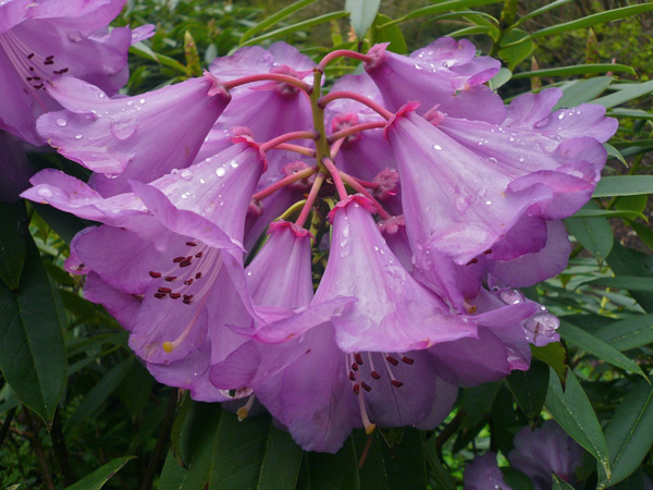Rhododendron huanum with its clean, narrow, grass green foliage and purple flared-edged flowers with a small dark calyx