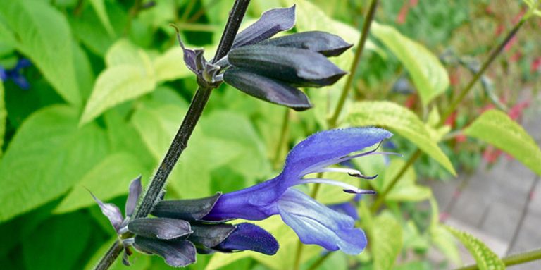 Salvia-guaranitica-Black-and-Blue_800x400