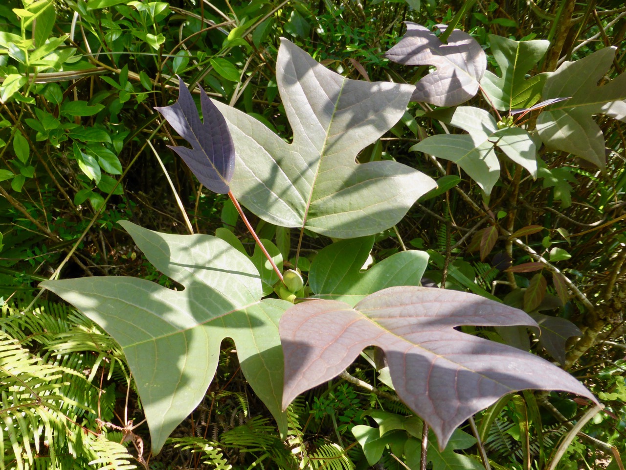 Liriodendron chinense