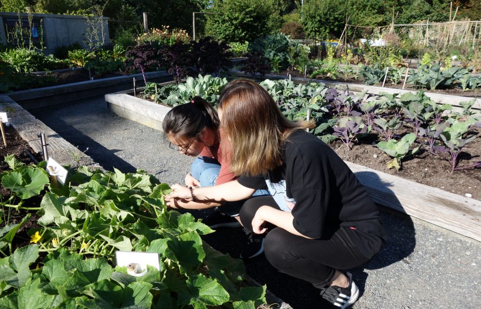 Masters of Geomatics for Environmental Management (MGEM) student studying a patch of plants at UBC Botanical Food Garden