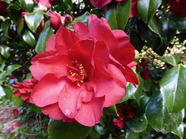 Leather-style camellia flower head talon