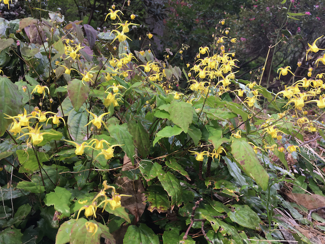 shrub with flowers of thin yellow petals