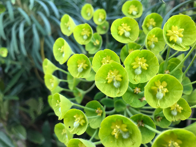 close up of cone-shaped green flowers with yellow centers