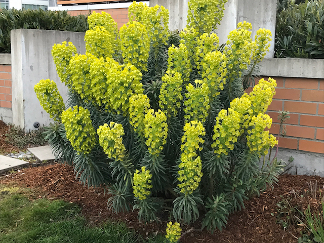 bush of cone-shaped green flowers with yellow centers