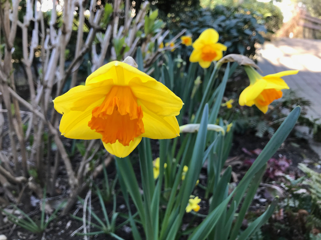 Fortissimo - Yellow daffodils with orange coronas