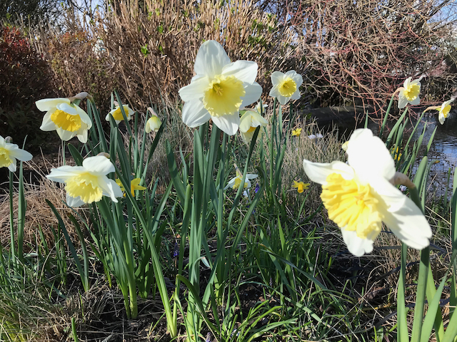 Ice Follies - white daffodils with yellow coronas