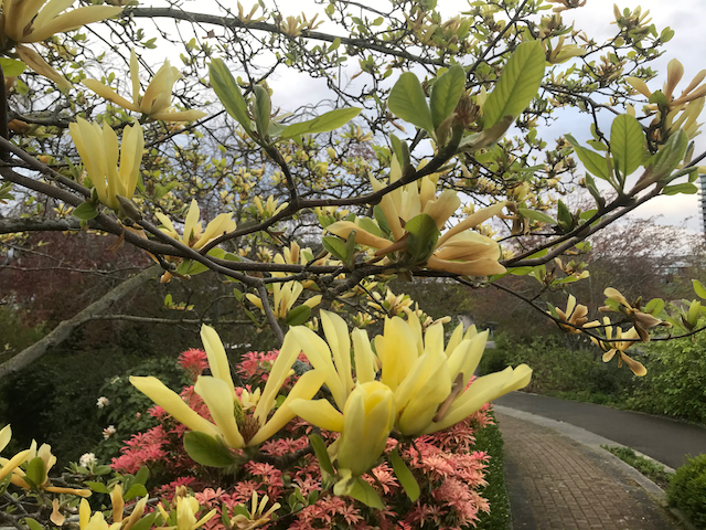 yellow long-petalled flowers growing on tree