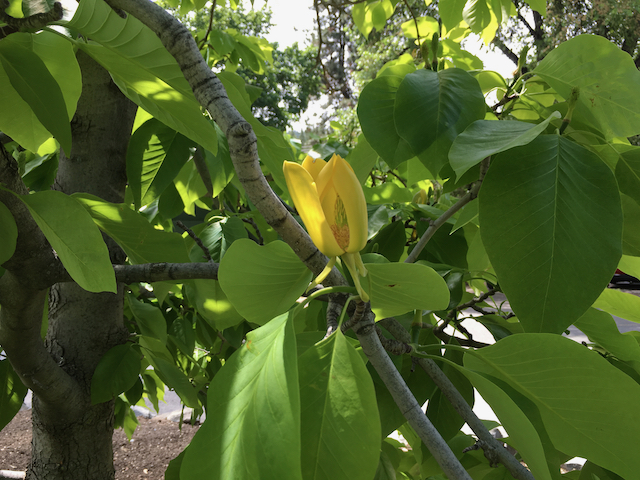 Yellow flower unbloomed on long-leaved branch