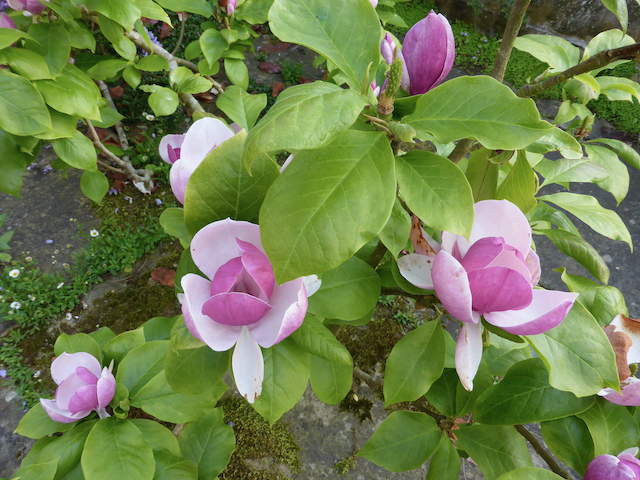 close up of pale pink-purple magnolia blooms on leafy branch