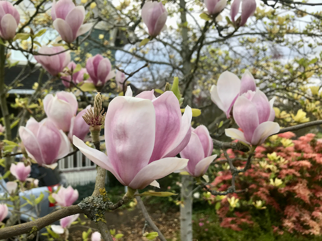 close up of pink magnolia blooms flowering on tree
