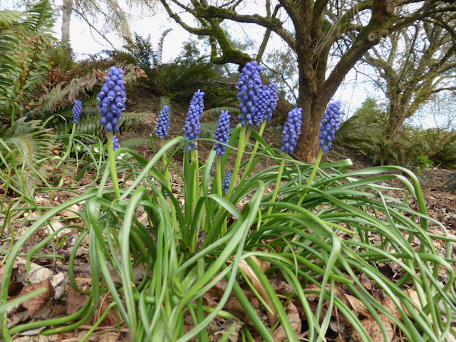 Flowering plant with spindly leaves and bluebell-like clusters of lavender flowers