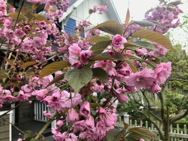 close up of blooming pink flowers on tree branch