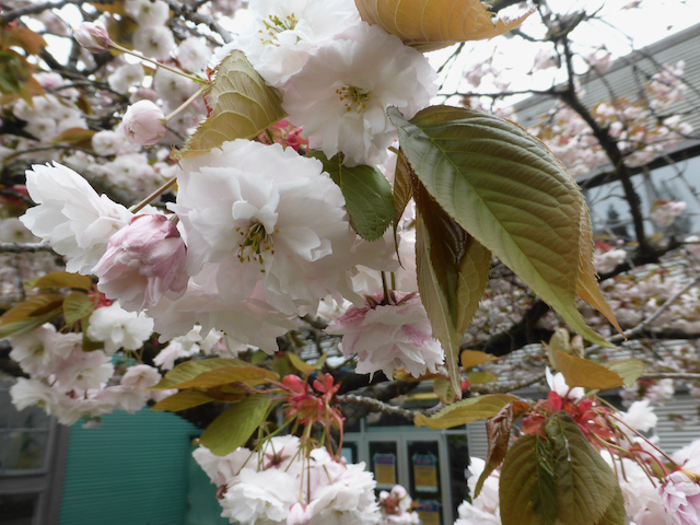 Close up of fluffy pink-white blossoms and bronzing green leaves
