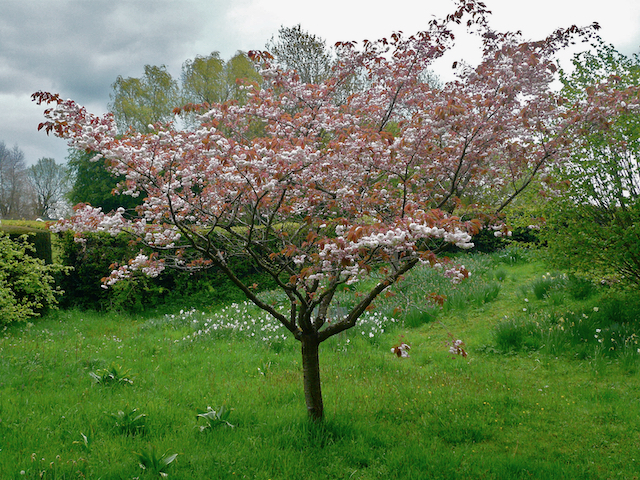 Tree with bronze leaves and pink-white blossoms