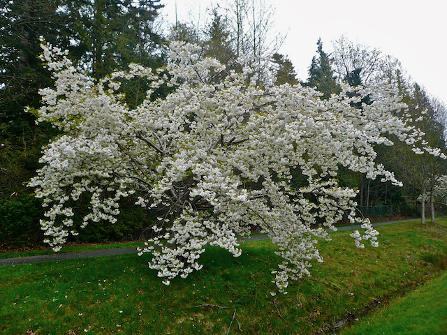 Large shrub of blooming Prunus Shirotae - clusters of small white flowers