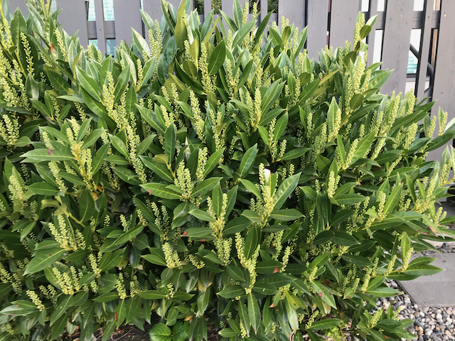 broad-leaved bush with slim flowering stems with buds