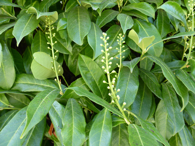close up of broad-leaved bush with slim flowering stems with buds