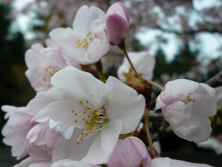 Prunus x yedoensis 'Akebono' - close up of cherry blossoms