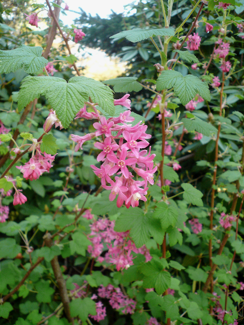 plant with clusters of drooping pink flowers