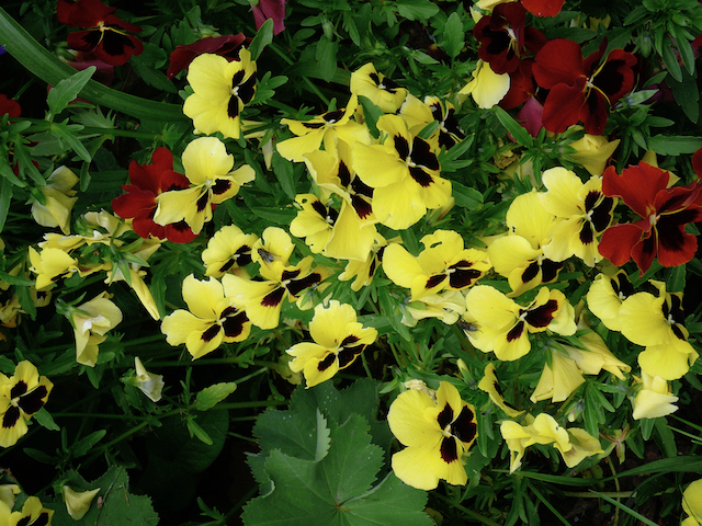 top-down shot of bed of yellow flowers with dark purple centers; deep red version of this flower in the corners