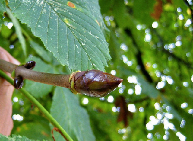 Close up of glossy brown seed growing from thick stem of branch