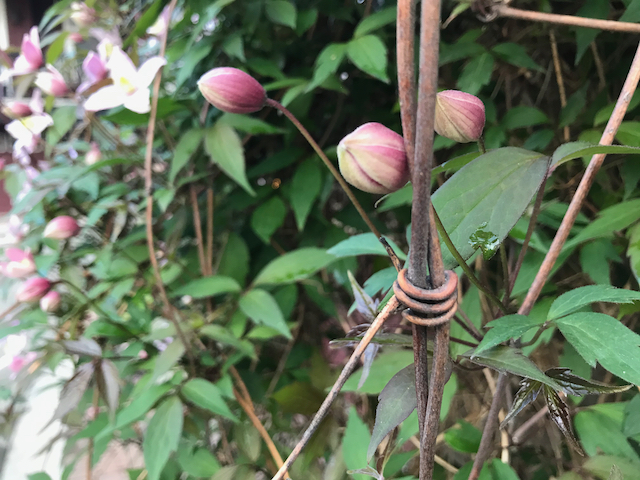 Close up of closed clematis montana buds growing on support