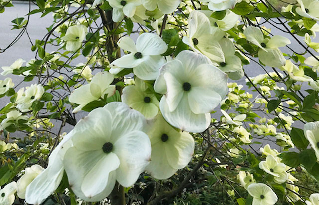 close up of dogwood flowers - pale and plate-shaped