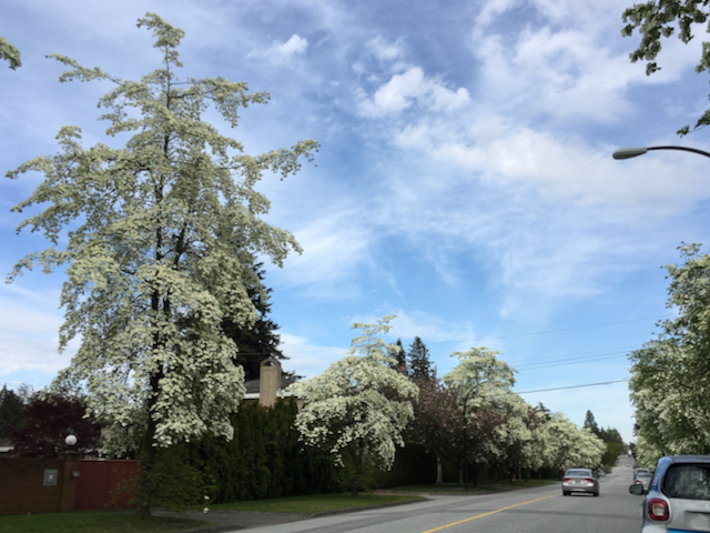 Blooming dogwood trees on street
