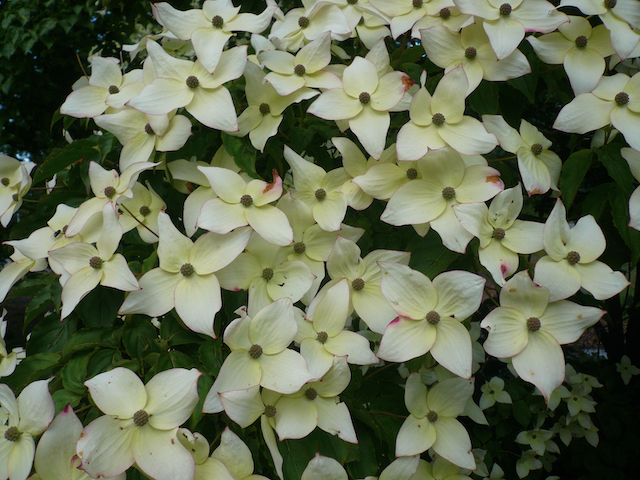 close up of flowers, creamy white four-petalled turning slightly pink