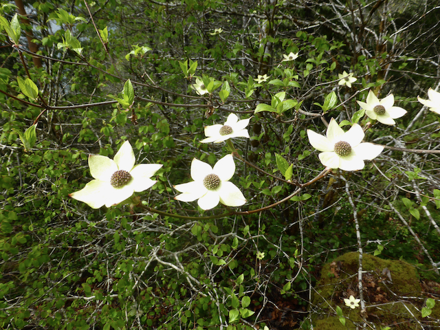 Blooming dogwood flowers with broad white petals and round centers