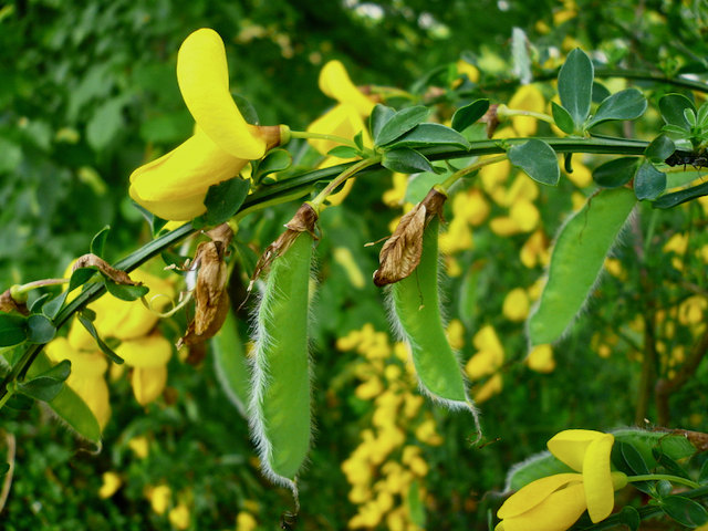 Yellow Cytisus scoparius growing on branches