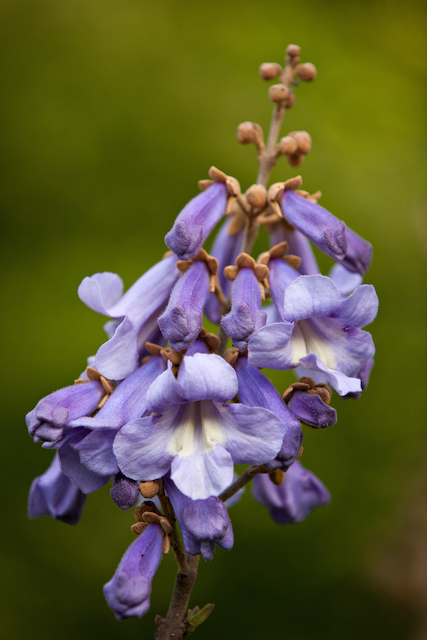 pale purple blue-bell like cluster of flowers