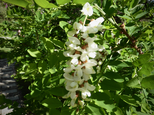 Hanging cluster of pale whitish flowers on green leafy branches