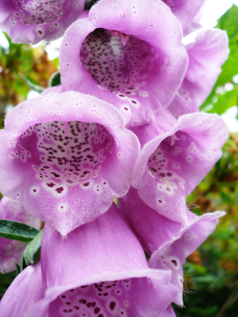 close up of pink-purple flowers with spots 