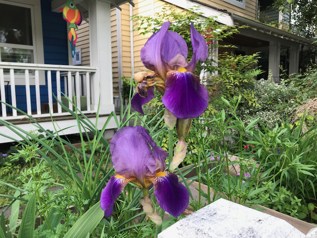 Rich purple iris