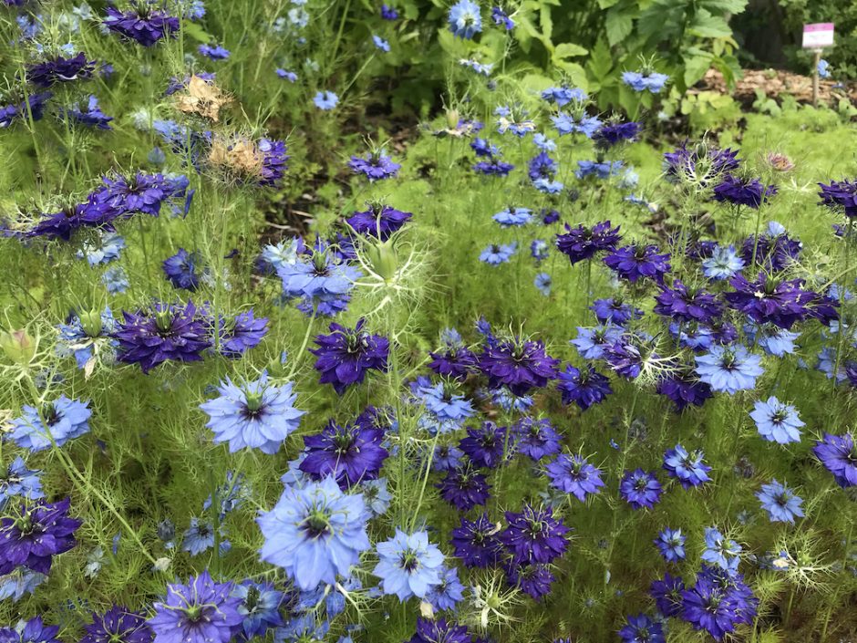 Sky blue to violet coloured flowers growing on ground