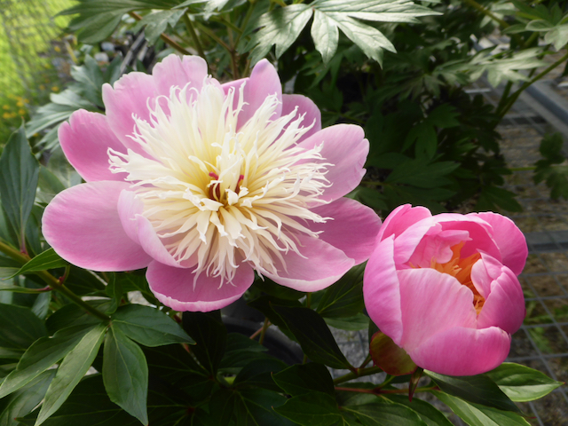 two pink peonies, one just blooming and the other fully bloomed showing a profusion of pale white tendrils