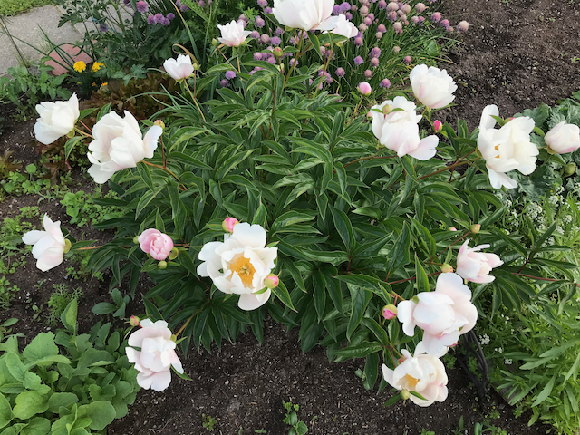 bush of white peonies with golden centres