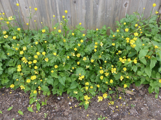 Shot of low-growing bush with small yellow flowers growing at the bottom of a fence