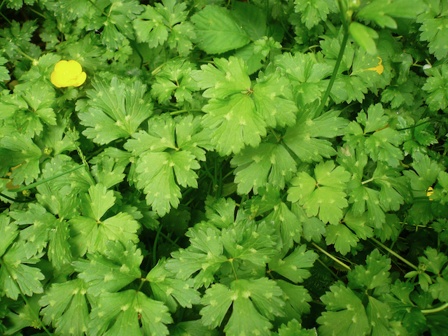 close up of Italian parsley-like leaves, and one small yellow flower