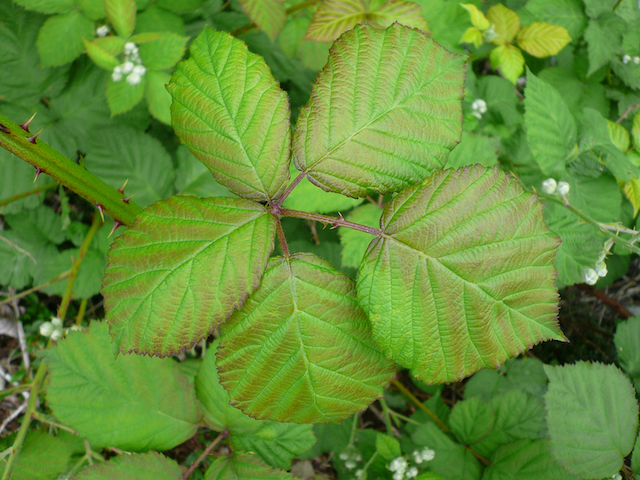 close up of rounded, pointed green leaves 