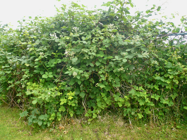 Bush with round green leaves
