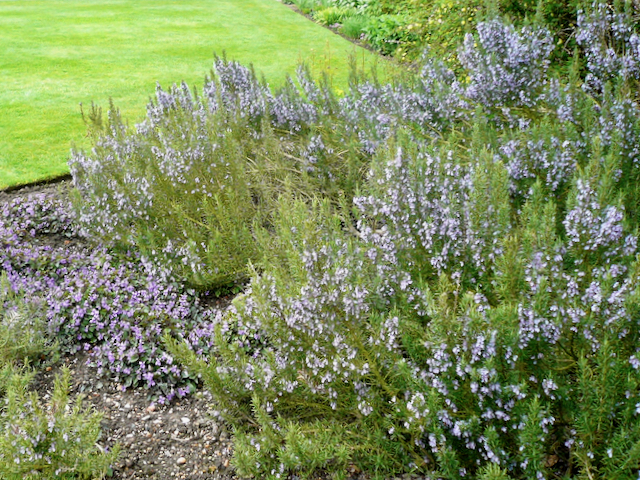 Bush with spiky leaves and small clusters of lilac-coloured flowers