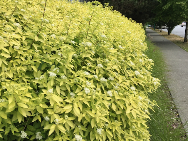 yellow-green leaves growing on wide bush