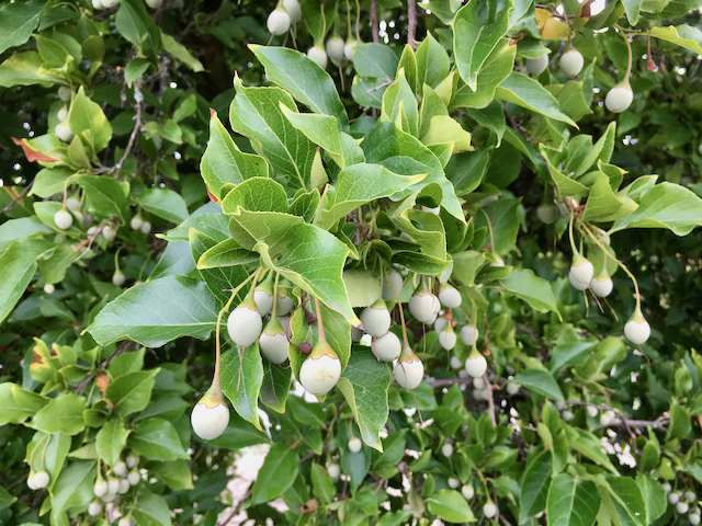 Hanging green leaves with white buds