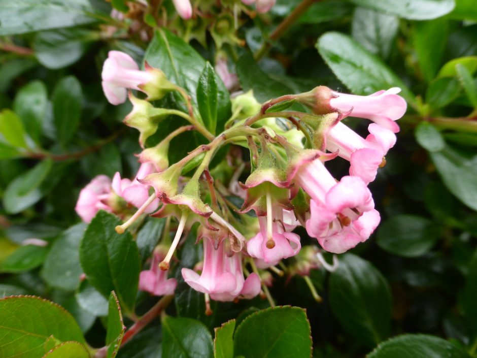 close up of pale pink flowers on green bush, the petals folding backwards toward stem
