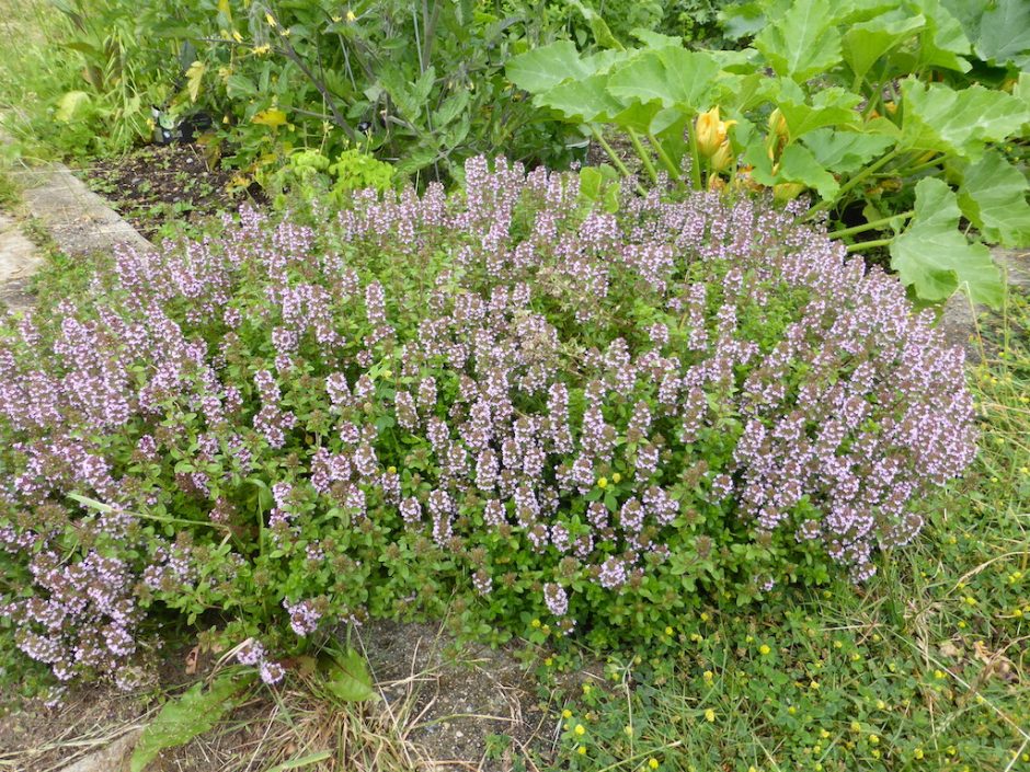very pale pink-purple flowers growing in a cone-like cluster around upright stems