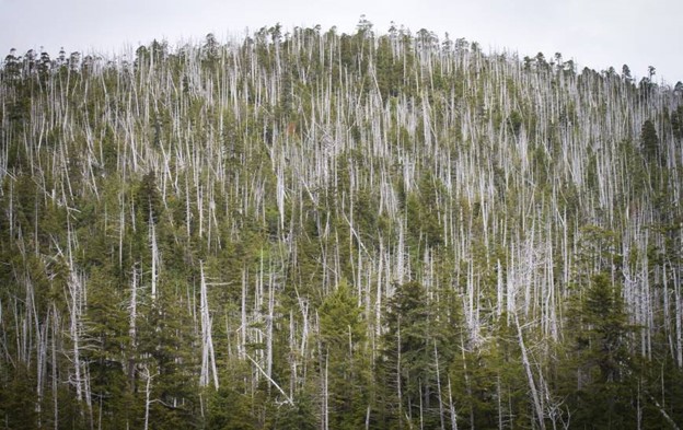 Yellow cedar in decline in Alaskan hillside