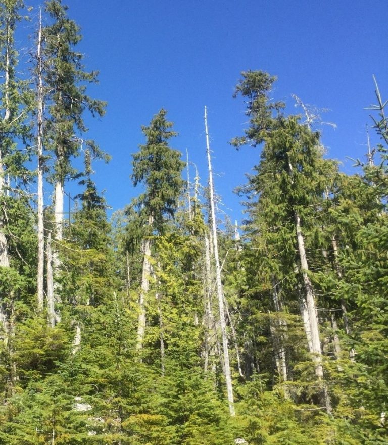 Yellow cedars in BC